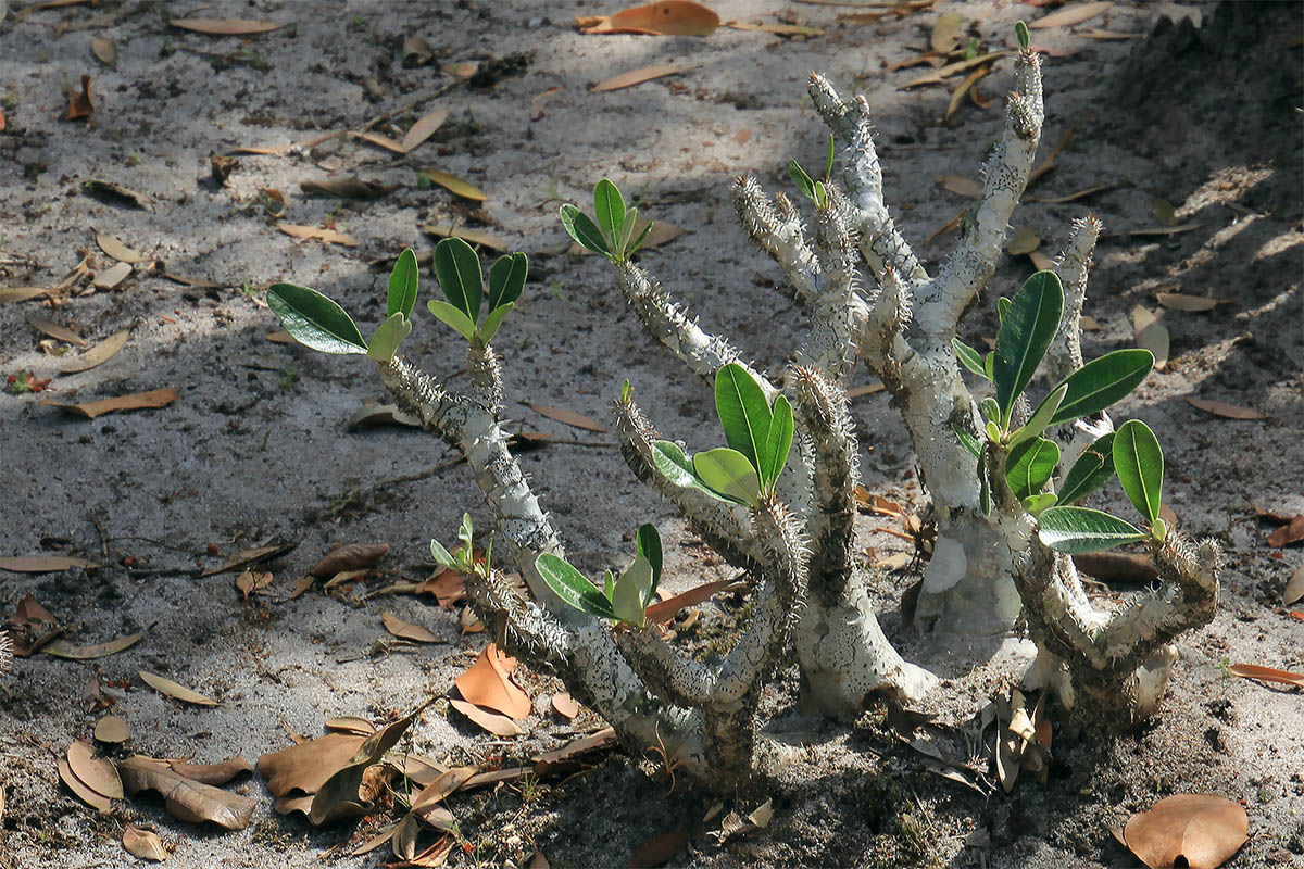 Изображение особи род Pachypodium.