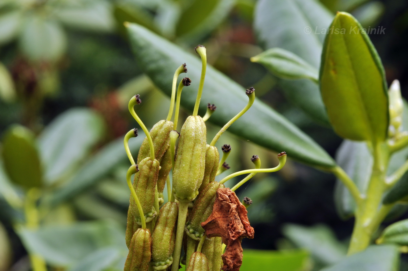 Изображение особи Rhododendron brachycarpum.