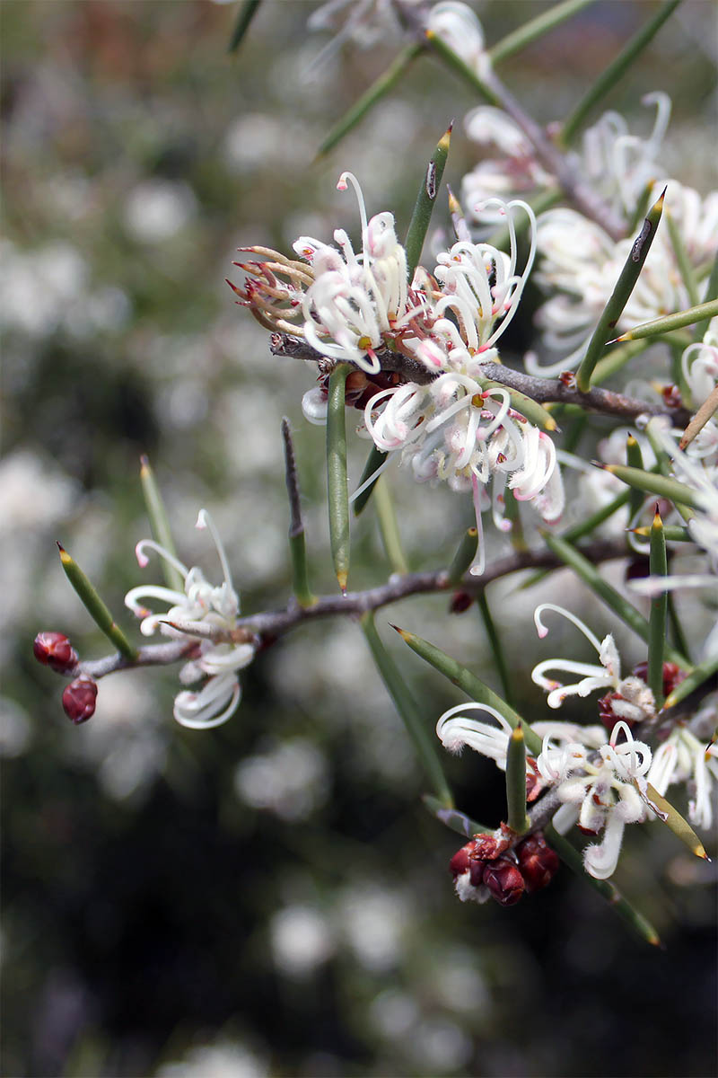 Изображение особи род Hakea.