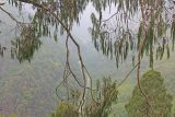 familia Cupressaceae. Ветви с шишками. Бутан, дзонгхаг Тронгса, национальный парк \"Jigme Singye Wangchuck\". 08.05.2019.