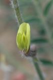 Astragalus turczaninowii