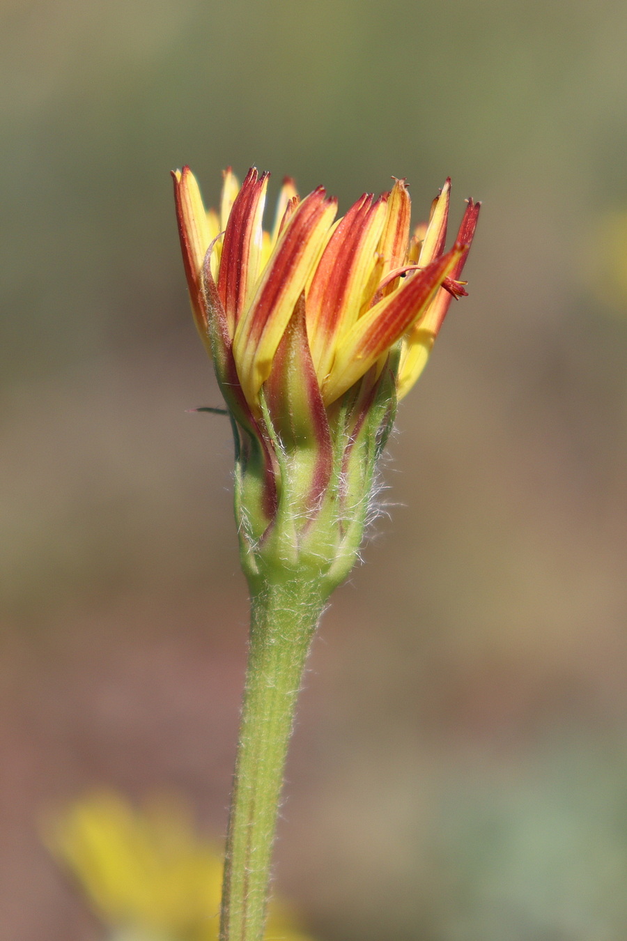 Image of Scorzonera villosa specimen.