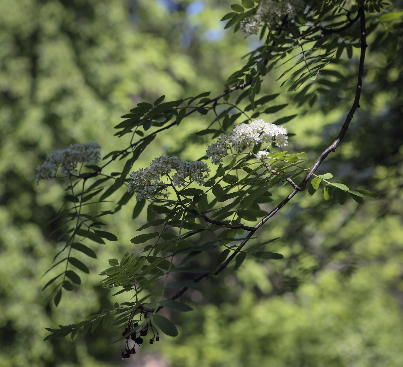 Image of Sorbus aucuparia specimen.