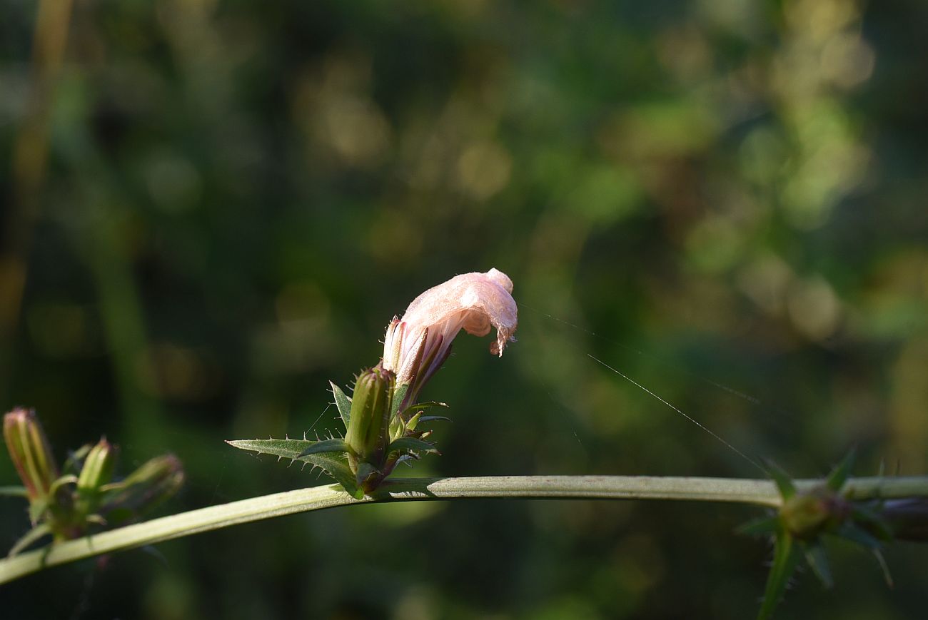 Image of Cichorium intybus specimen.