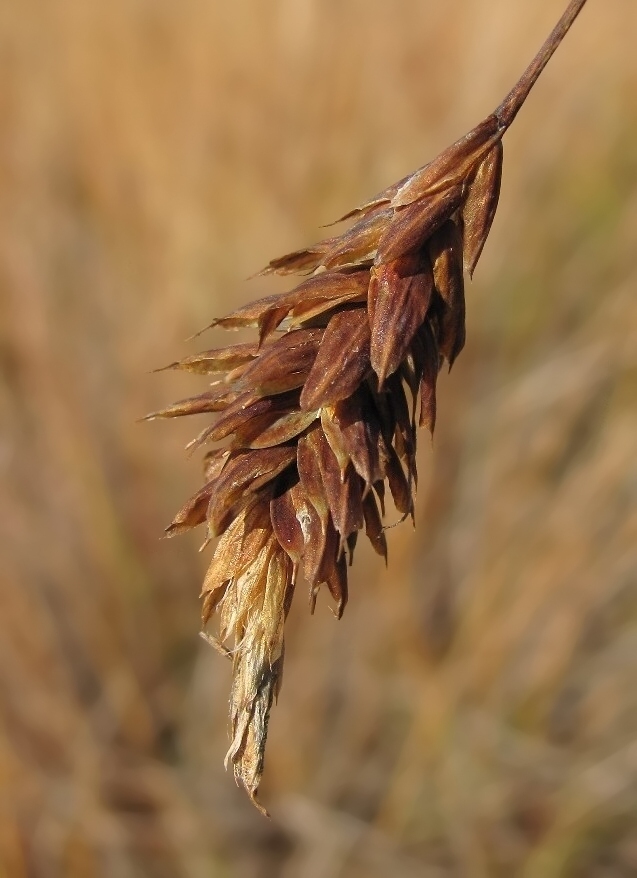 Изображение особи Carex limosa.