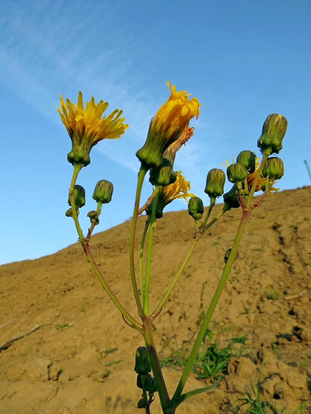 Image of Sonchus arvensis ssp. uliginosus specimen.