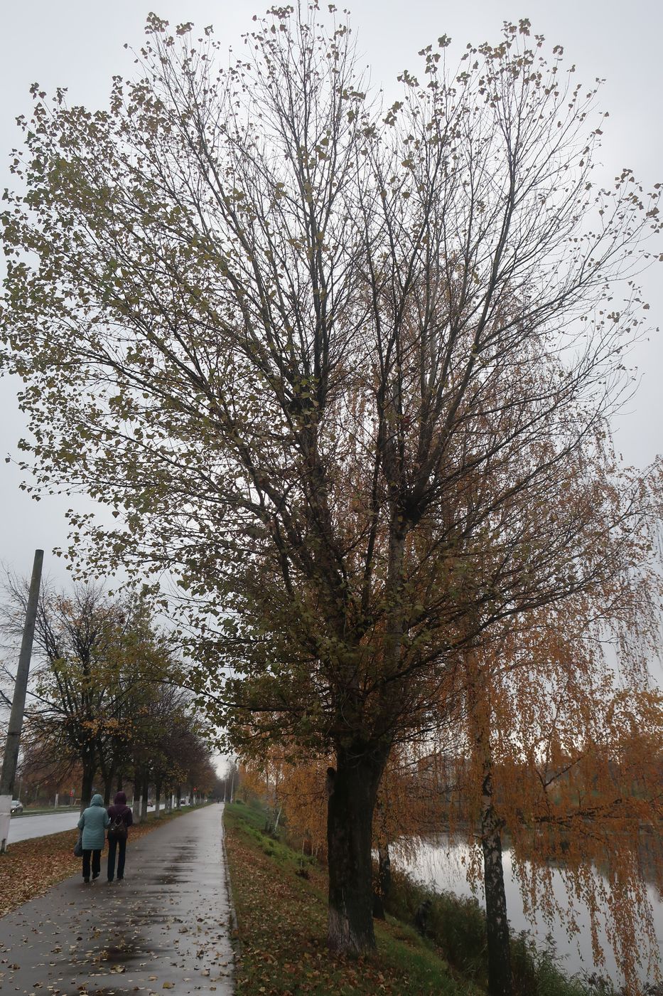 Image of genus Populus specimen.