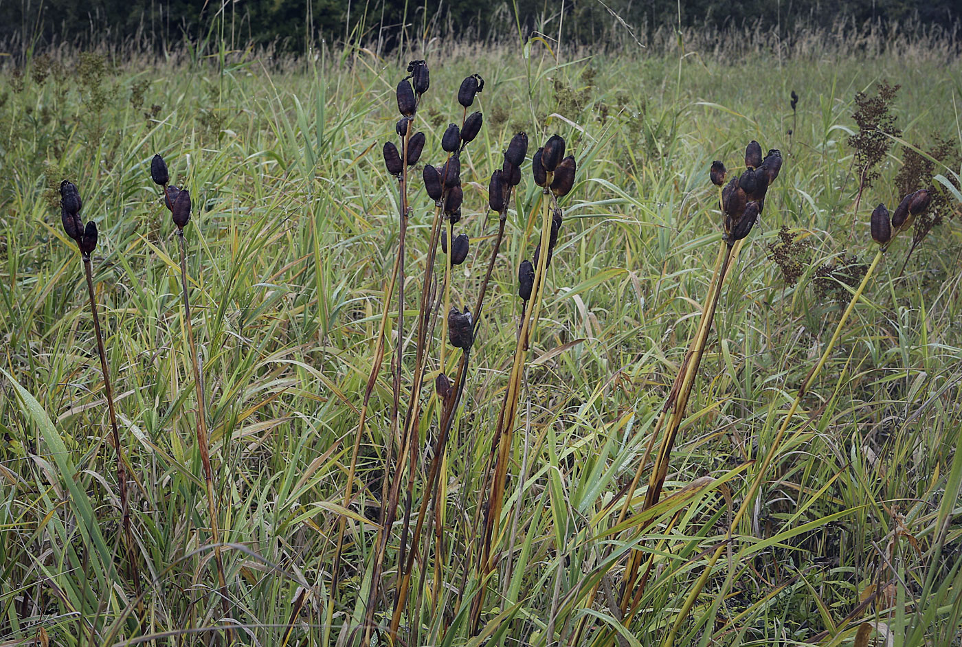 Image of Iris sibirica specimen.