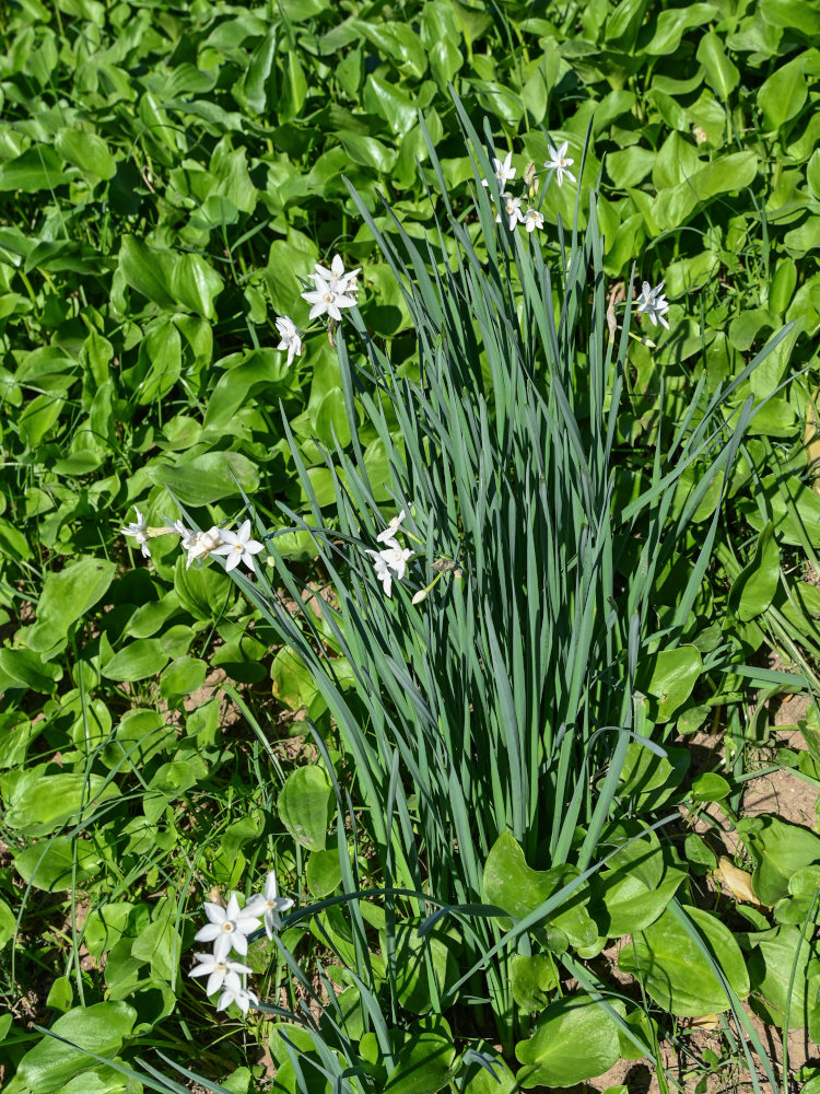 Image of Narcissus papyraceus specimen.