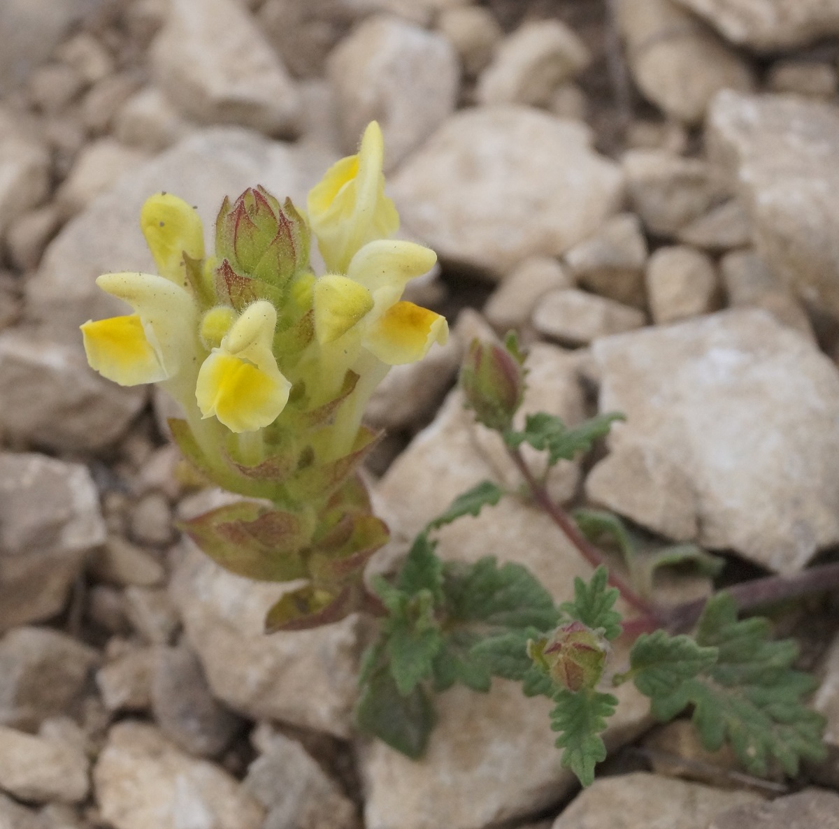 Изображение особи Scutellaria orientalis.