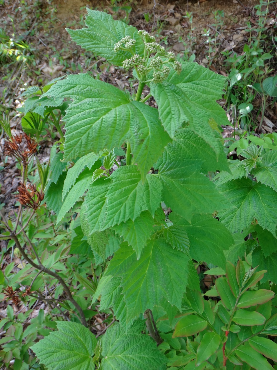 Изображение особи Viburnum orientale.