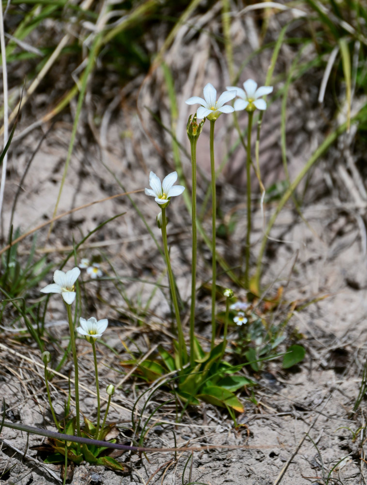 Image of Parnassia laxmannii specimen.