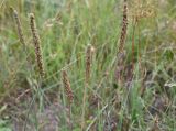 Plantago urvillei. Верхушки плодоносящих растений. Кабардино-Балкария, долина р. Баксан, между памятником первовосходителям на Эльбрус и водопадом на р. Курмычи, высота 1600 м н.у.м., луг. 24 июля 2022 г.