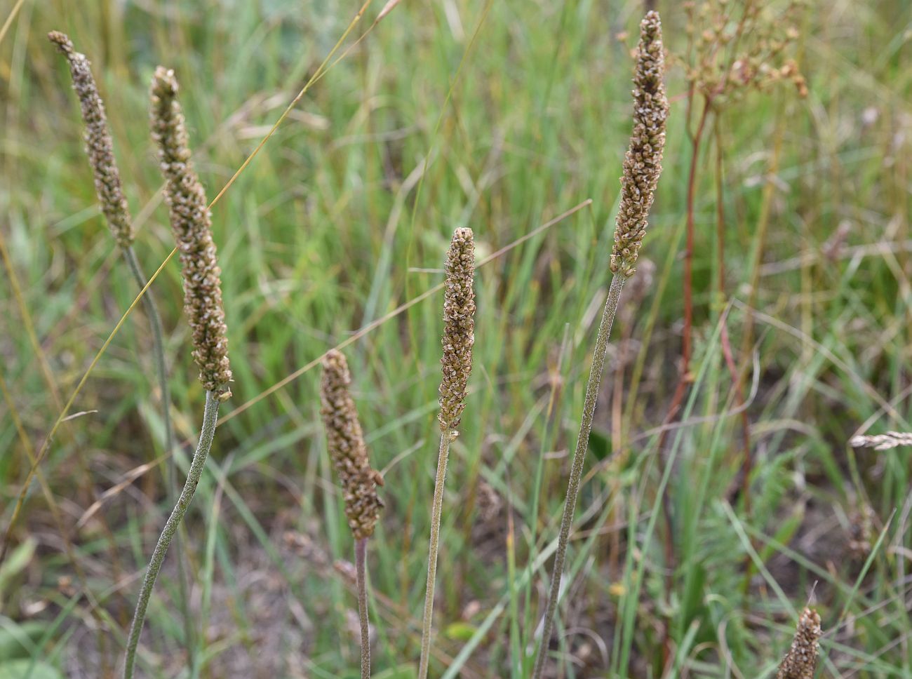 Изображение особи Plantago urvillei.