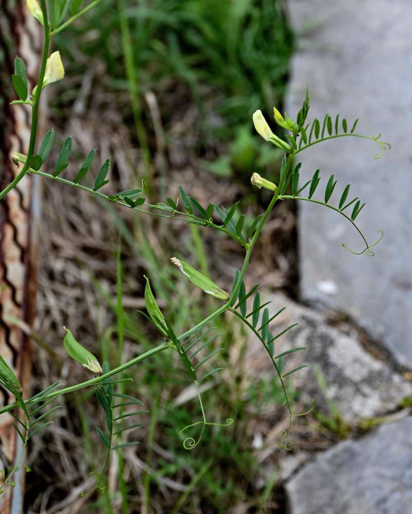 Image of Vicia grandiflora specimen.