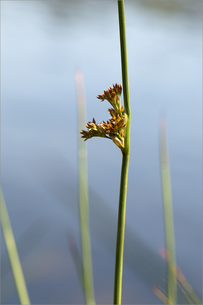 Изображение особи Juncus effusus.