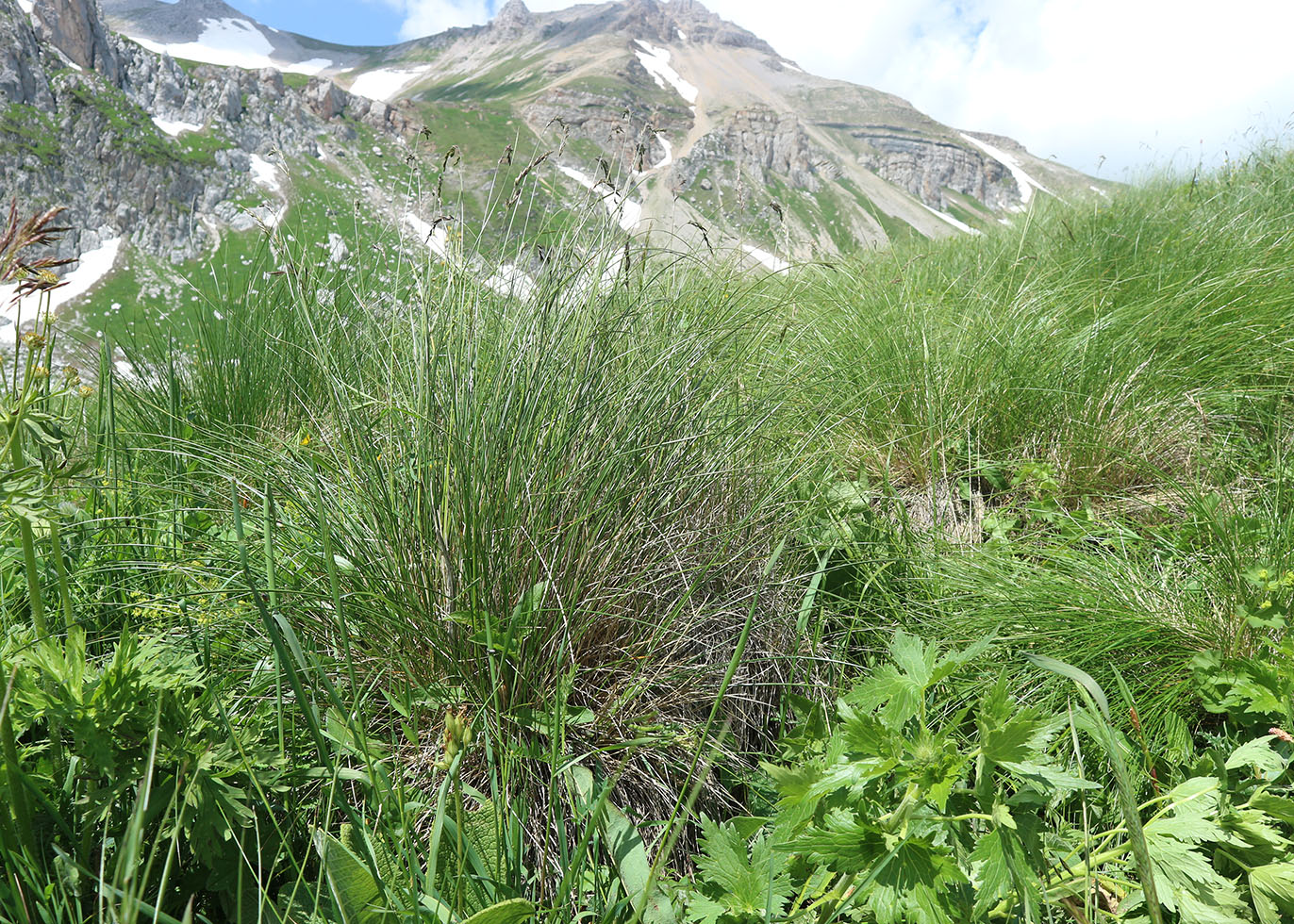 Изображение особи Festuca woronowii.