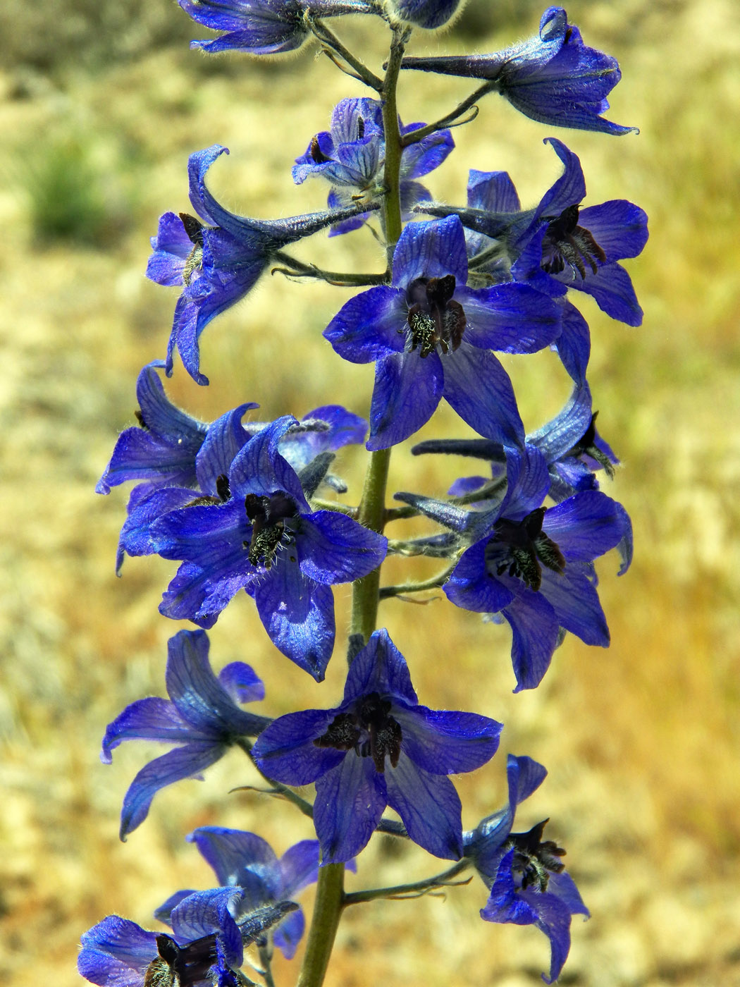 Изображение особи Delphinium brunonianum.