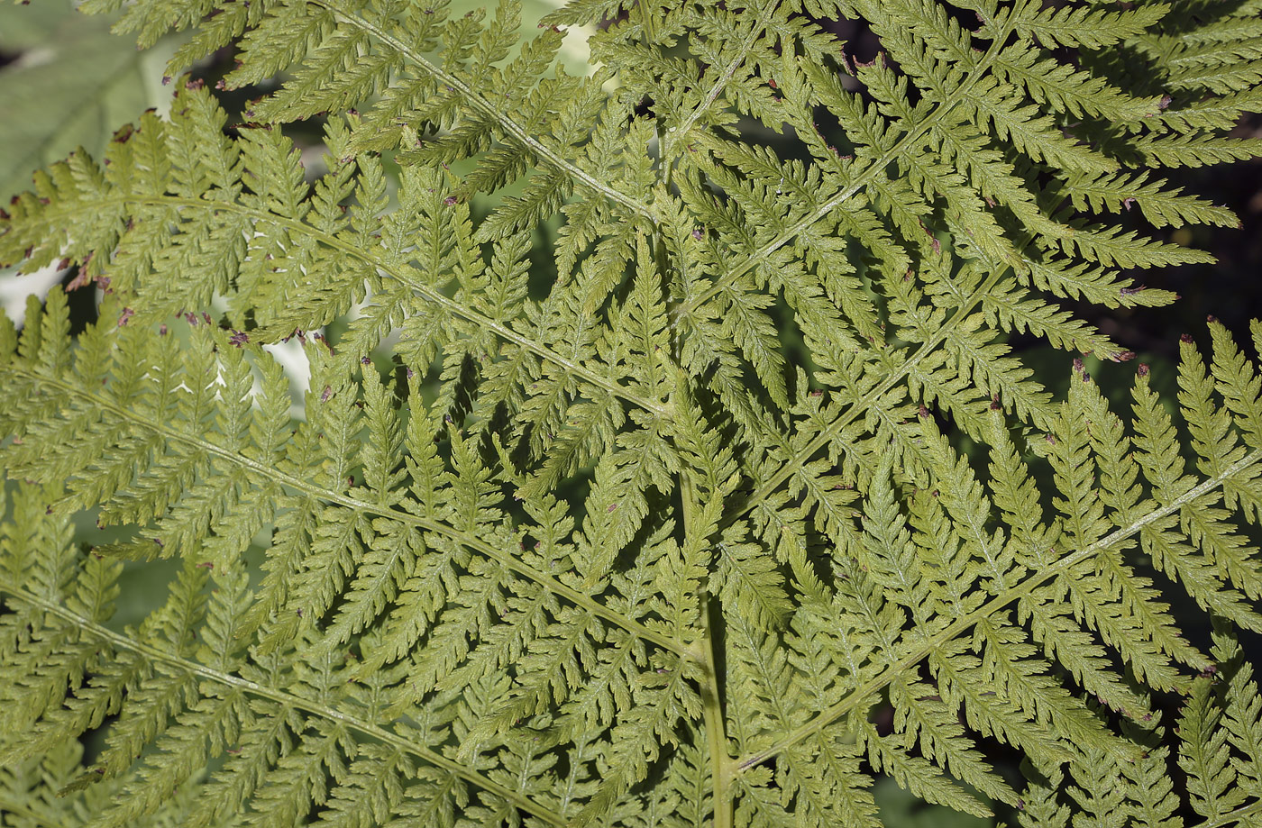 Image of Athyrium filix-femina specimen.