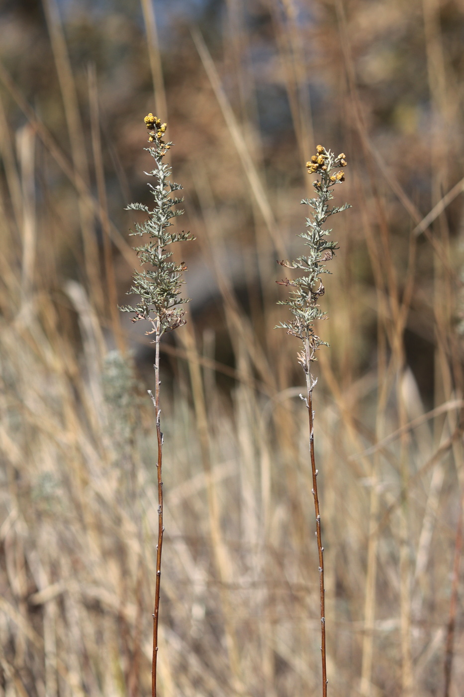 Image of Artemisia pontica specimen.