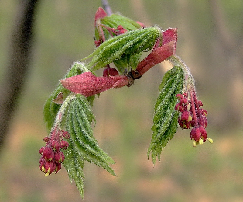 Image of Acer pseudosieboldianum specimen.