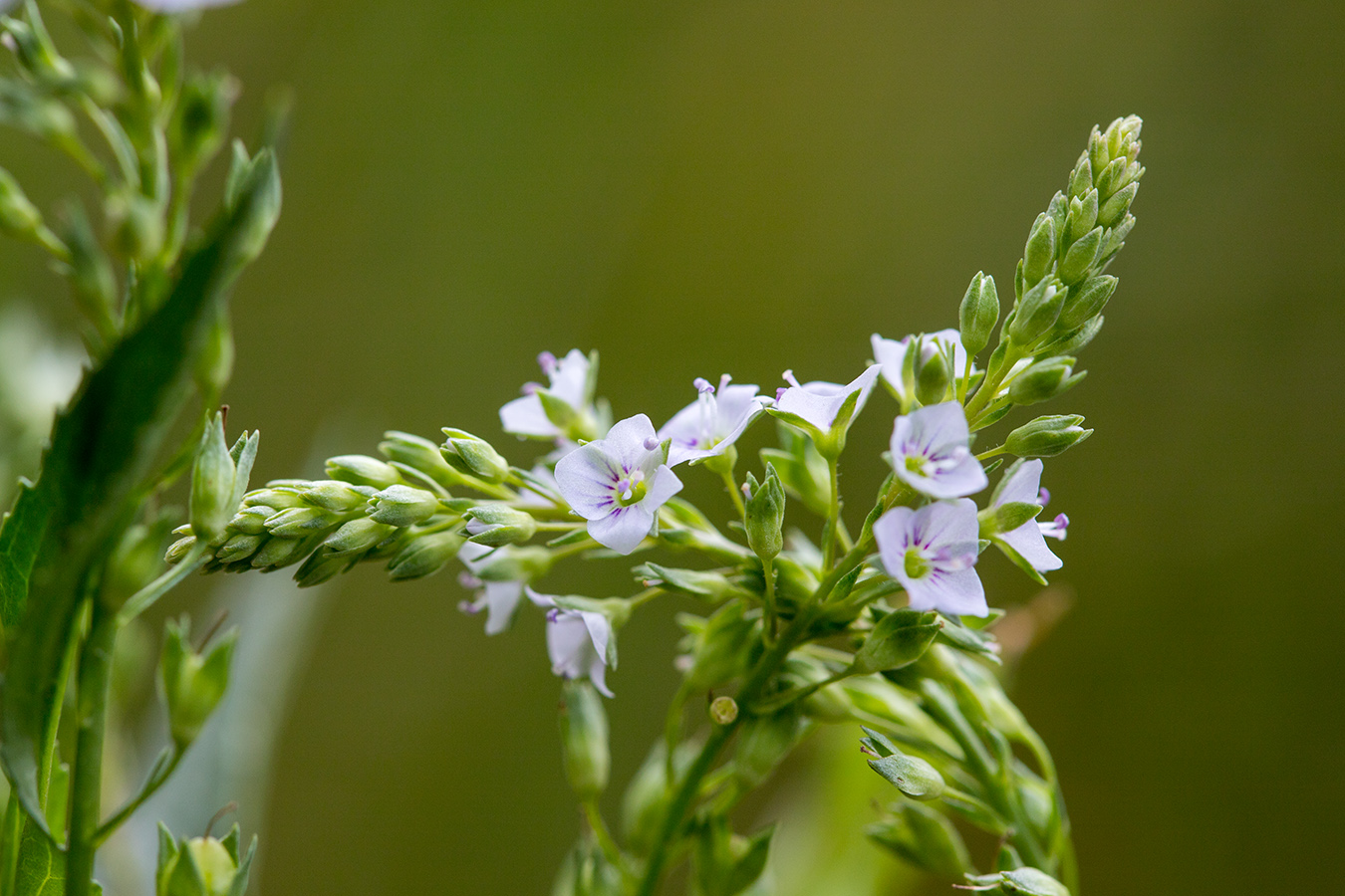 Изображение особи Veronica anagallis-aquatica.