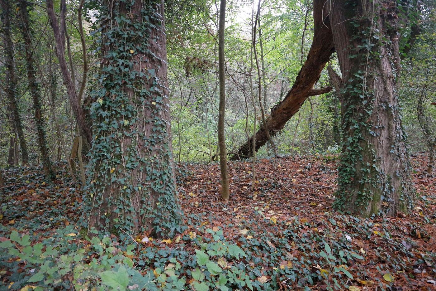 Изображение особи Taxodium distichum.