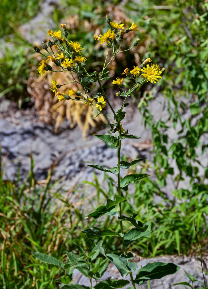 Изображение особи Hieracium virosum.