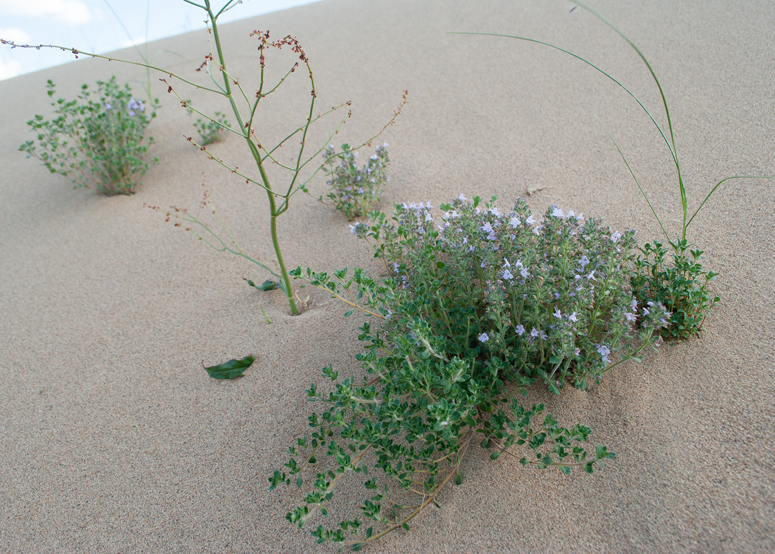 Image of genus Thymus specimen.