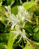 Lonicera chrysantha