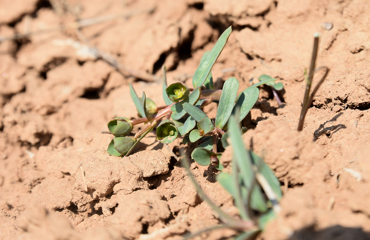 Image of Euphorbia praecox specimen.