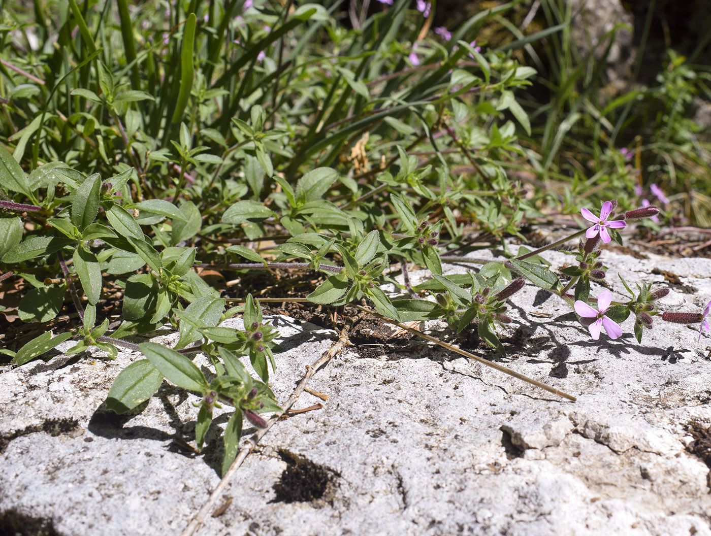 Image of Saponaria ocymoides specimen.