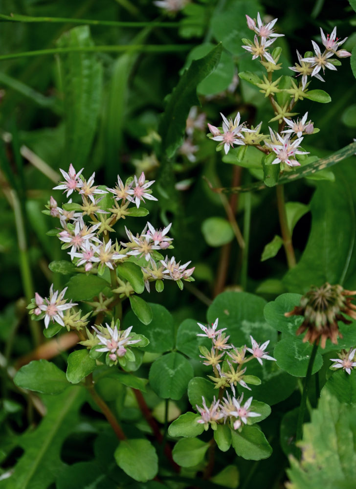 Image of Sedum stoloniferum specimen.