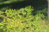 Araucaria bidwillii. Часть ветви. Абхазия, Сухум, Ботанический сад, в культуре. 7 марта 2016 г.