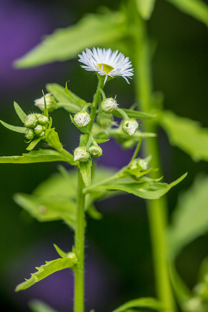 Изображение особи Erigeron annuus.