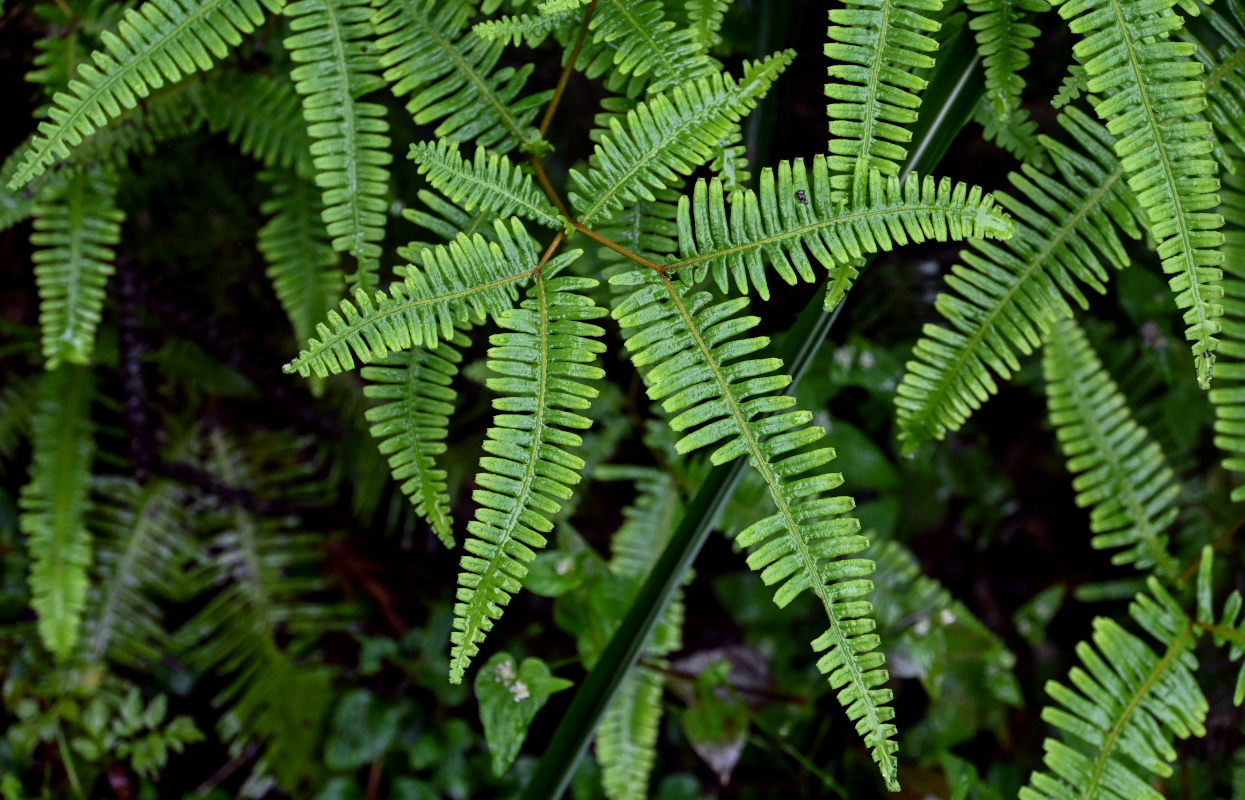 Image of Dicranopteris linearis specimen.