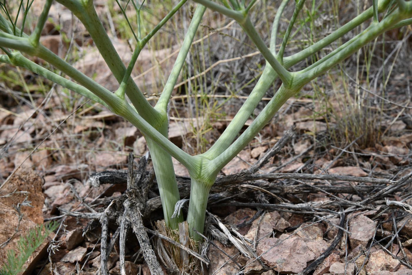 Image of Ferula varia specimen.