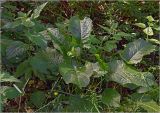 Rumex obtusifolius