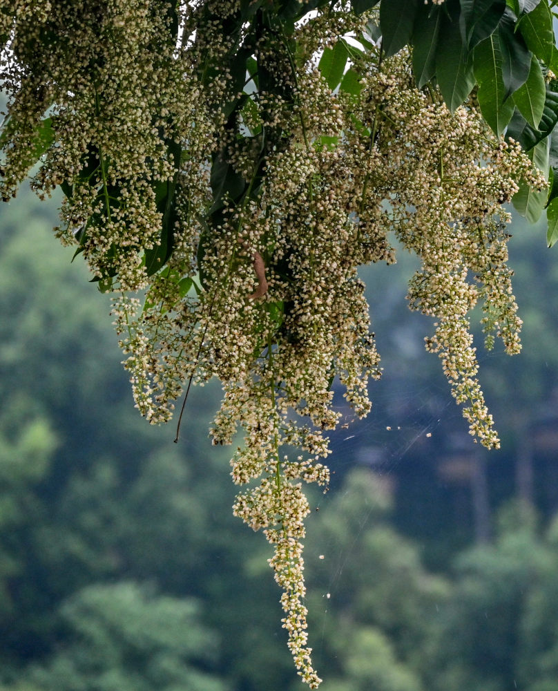 Изображение особи Toona sinensis.