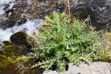 genus Cirsium. Вегетирующее растение. Таджикистан, Горно-Бадахшанская автономная обл., Рушанский р-н, хр. Музкол, Сарезское оз., место фильтрации на Усойском завале, крупногалечниковый берег. 28 июня 2024 г.