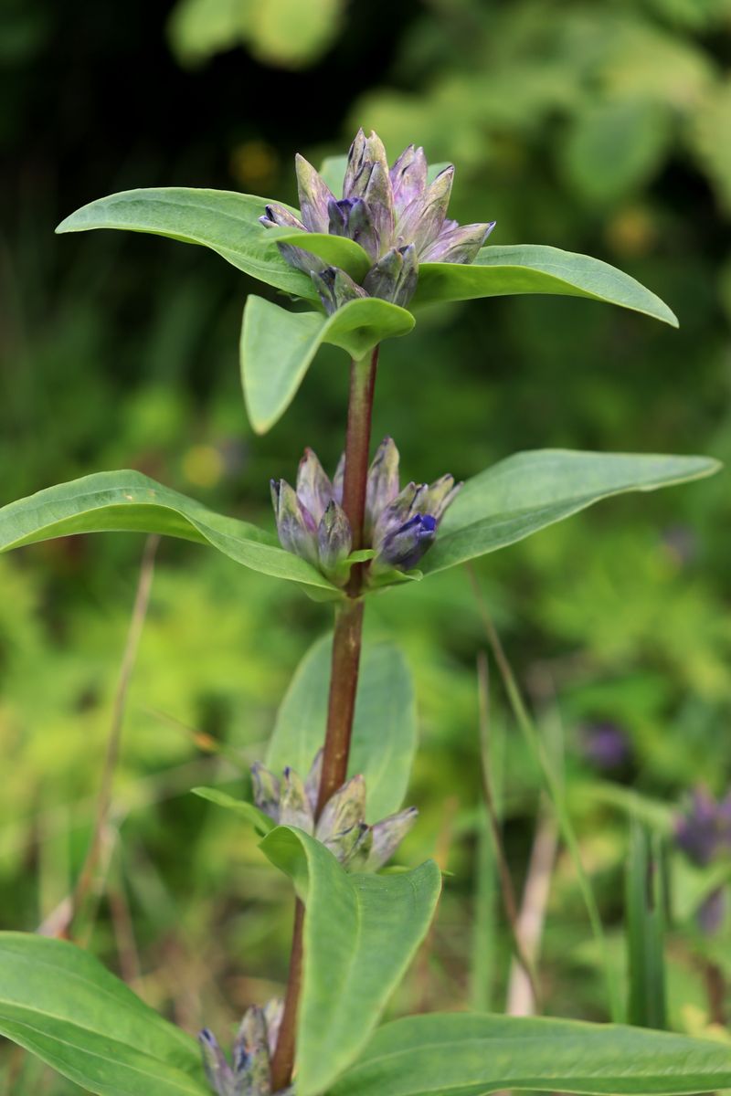 Image of Gentiana cruciata specimen.