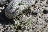 Astragalus ophiocarpus. Цветущее и плодоносящее растение. Таджикистан, Горно-Бадахшанская автономная обл., Ишкашимский р-н, Ишкашимский хр., дол. р. Памир, выс. ≈ 3800 м н.у.м., сухой каменистый склон. 3 июля 2024 г.