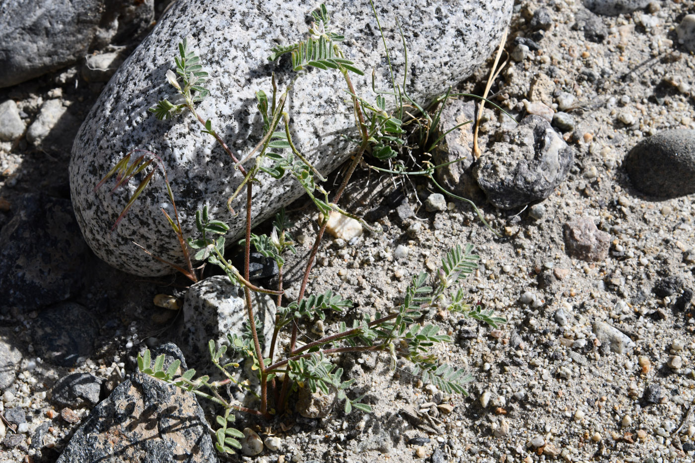 Image of Astragalus ophiocarpus specimen.