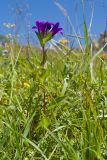 Campanula glomerata подвид oblongifolioides. Цветущее растение. Кабардино-Балкария, Черекский р-н, окр. с/п Верхняя Балкария, южный склон горы Мехтеген, ≈ 2300 м н.у.м., субальпийский луг. 29.07.2024.