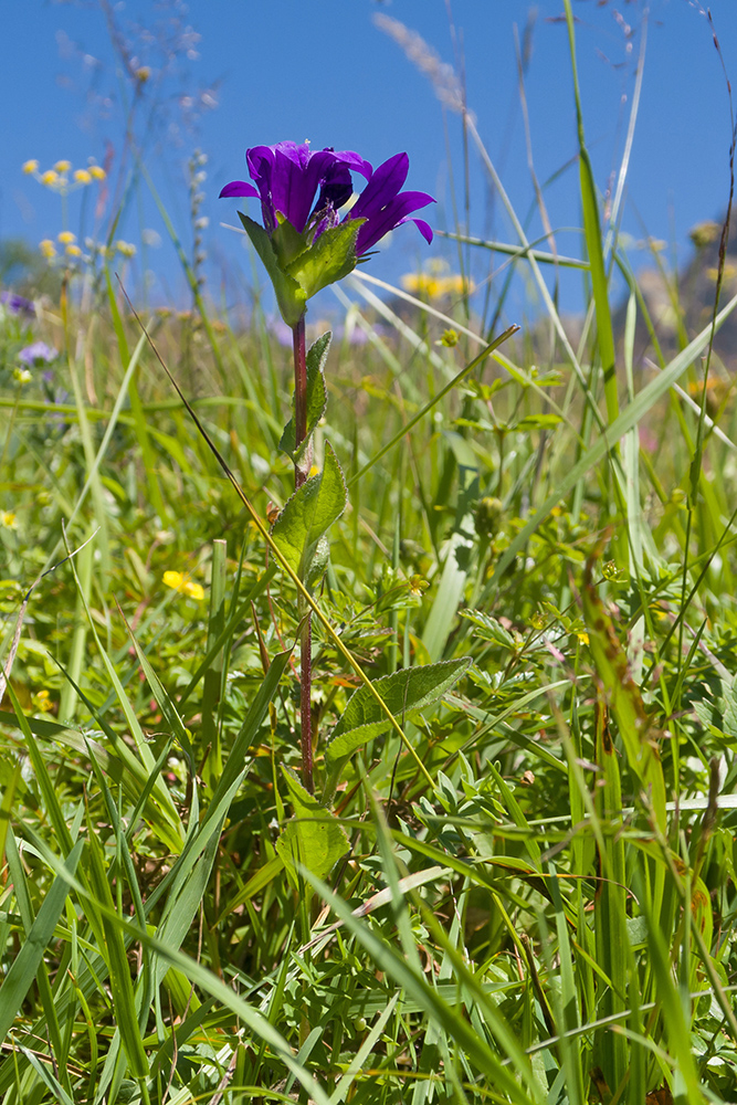 Image of Campanula glomerata ssp. oblongifolioides specimen.