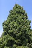 Cupressus sempervirens. Верхняя часть кроны с шишкоягодами. Южный берег Крыма, пгт Симеиз. 22 августа 2019 г.