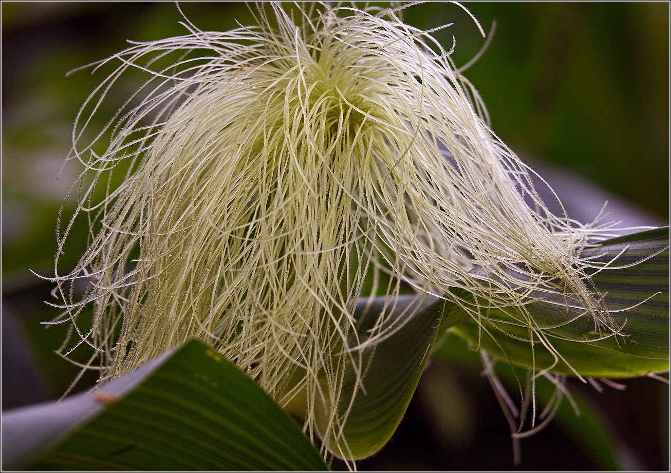 Image of Zea mays specimen.