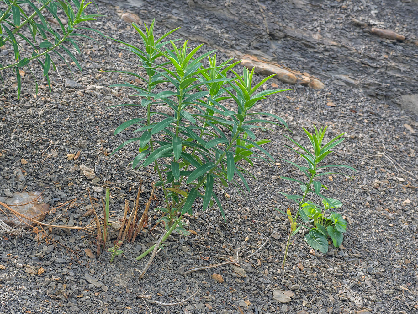 Изображение особи Euphorbia iberica.