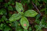 Paris quadrifolia. Верхушка цветущего растения. Вологодская обл., Сокольский р-н, Оларевская гряда, смешанный лес. 13.07.2024.