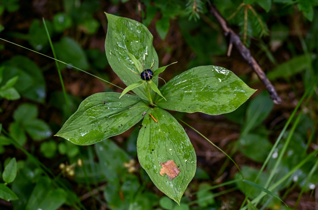 Image of Paris quadrifolia specimen.